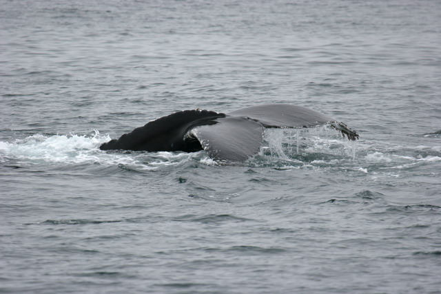 Humpback Whale